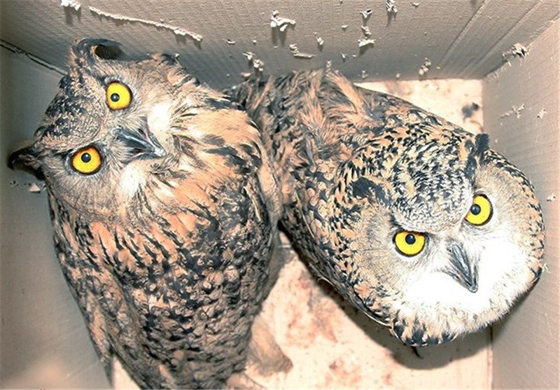 کشف بزرگترین محموله قاچاق پرندگان وحشی در باغ پرندگان تهران