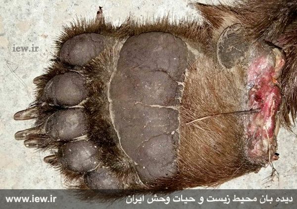 شکار خرس قهوه ای برای تاکسیدرمی و خواص درمانی گوشت حیوان
