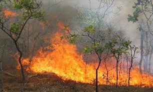 اعلام نام استان هایی که بیشتری حریق جنگلی را دارند/ عامل انسانی غیرعمد دلیل 90 درصد آتش سوزی ها