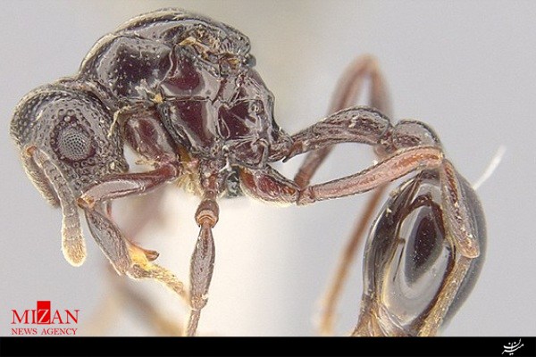 کشف یک گونه جدید مورچه در استفراغ قورباغه+تصاویر