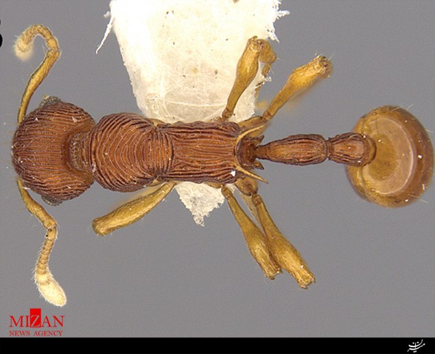 کشف یک گونه جدید مورچه در استفراغ قورباغه+تصاویر