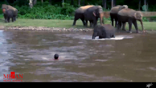 تلاش بچه فیل تایلندی برای نجات ناجی‌اش + فیلم