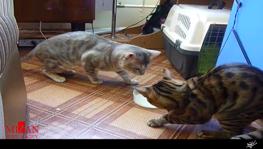 چالش ضیافت غذای دو گربه با یک کاسه شیر + فیلم