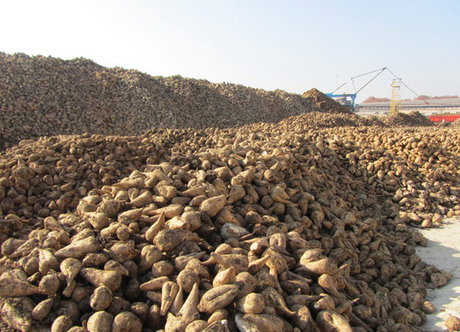 پیش‌بینی برداشت 6 میلیون چغندر قند/قیمت شکر در سیر نزولی
