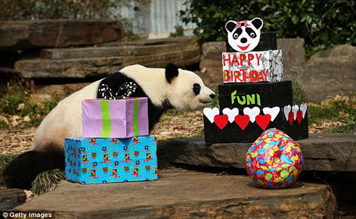 جشن تولدی حیوانی در استرالیا +تصاویر