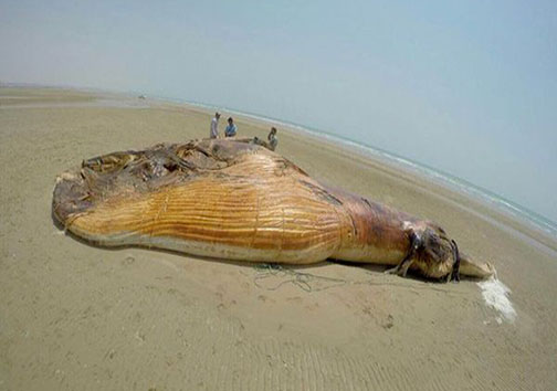پیدا شدن نهنگ ۱۳ متری دربوشهر+تصاویر
