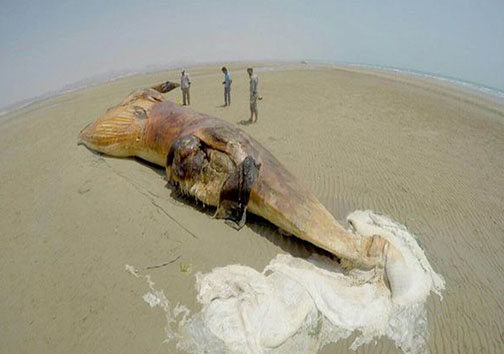 پیدا شدن نهنگ ۱۳ متری دربوشهر+تصاویر