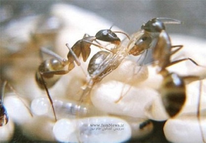 مورچه‌ها هم دارو مصرف می‌کنند