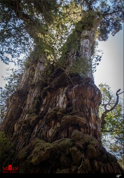 کهنسال‌ترین درخت جهان با عمر بیش از ۳۵۰۰ سال+تصاویر