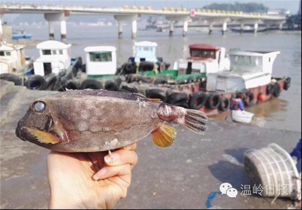 صید ماهی با ظاهر عجیب+عکس