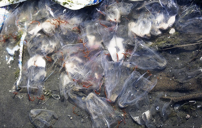 مرگ عروس های دریایی در سواحل جاسک