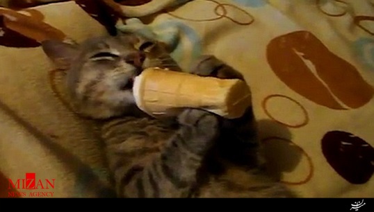 رفتار جالب یک گربه بستنی‌خور! + فیلم