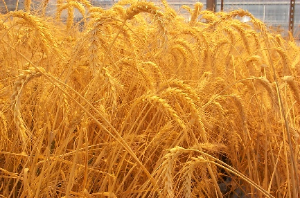 عرضه 60 هزار تن گندم خوراکی در بورس کالا
