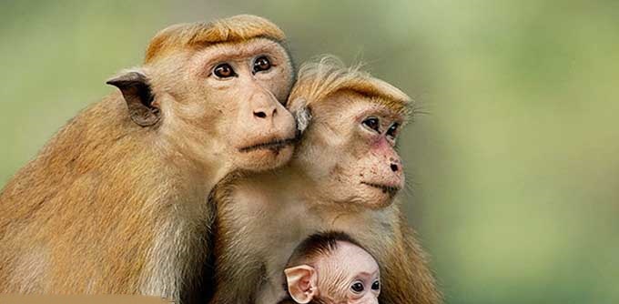 پیدا شدن میمون های سخنگو