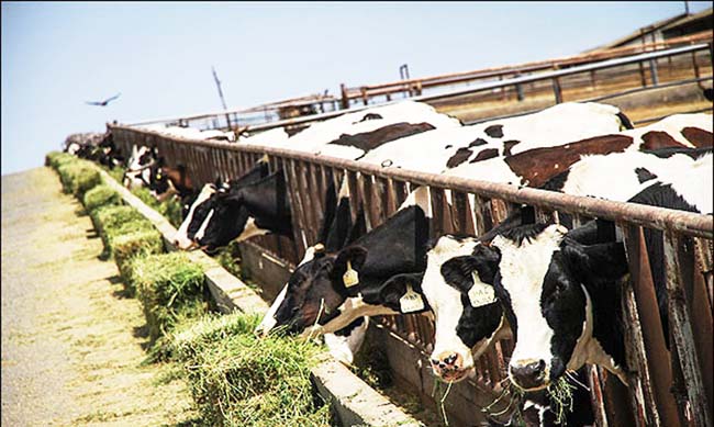 عدم خرید شیر از دامدار به قیمت واقعی