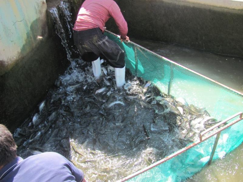 يک تن ماهی قزل آلای غیر بهداشتی کشف شد