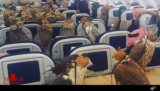 80 بلیت هواپیما برای پرندگان شاهزاده سعودی! + فیلم
