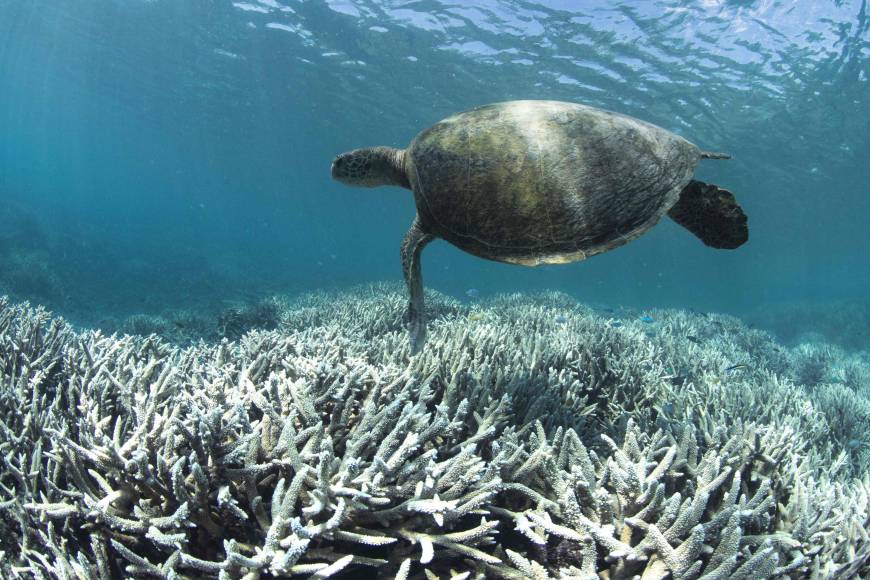 مرجان‌ها تا سال 2100 می‌میرند