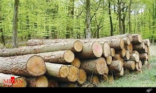 عامل قطع بیش از 120 درخت جنگلی دستگیر شد