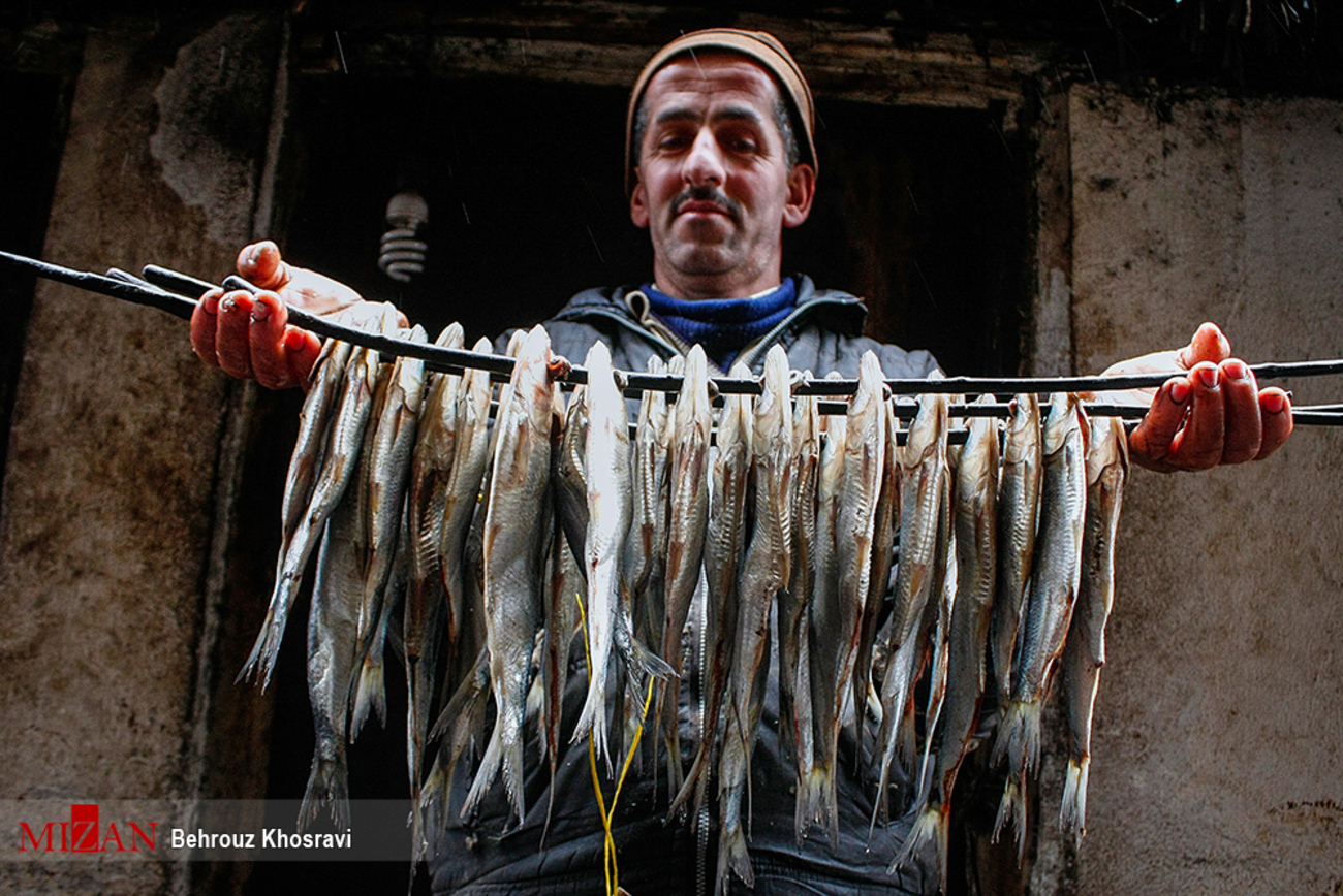 آغاز فصل صید ماهی استخوانی - مازندران