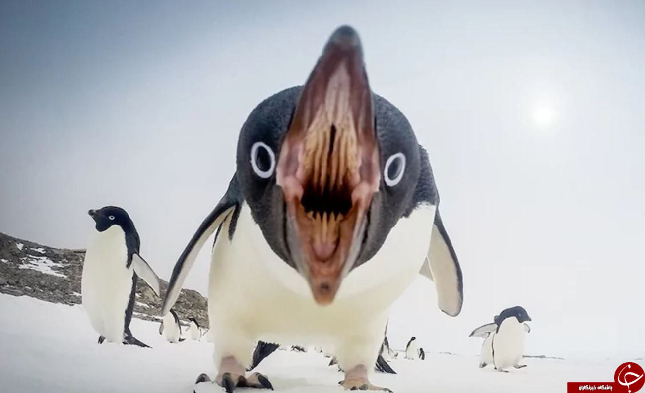 دهان باز یک پنگوئن از نمایی نزدیک