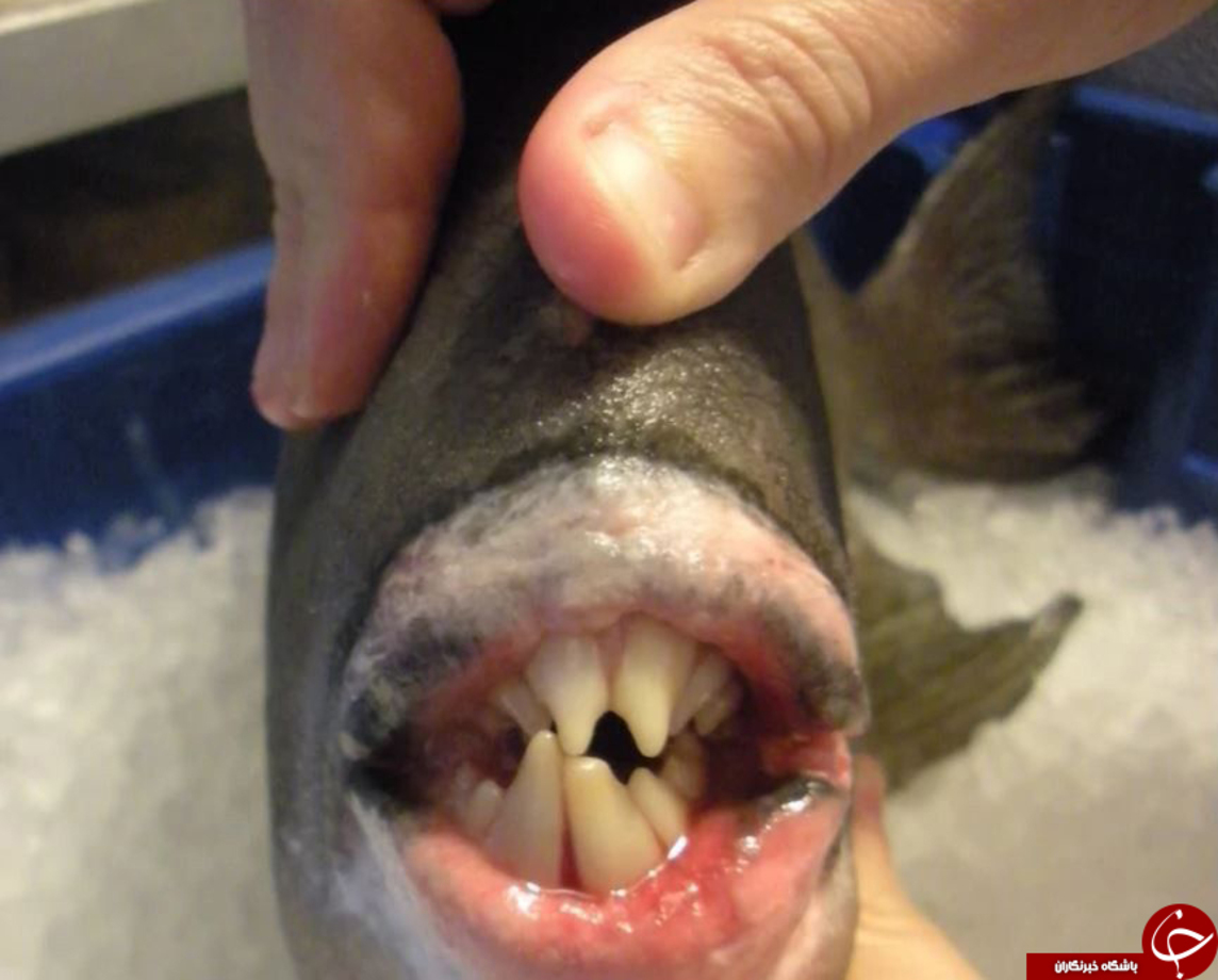 دندان های یک فریبا ماهی 