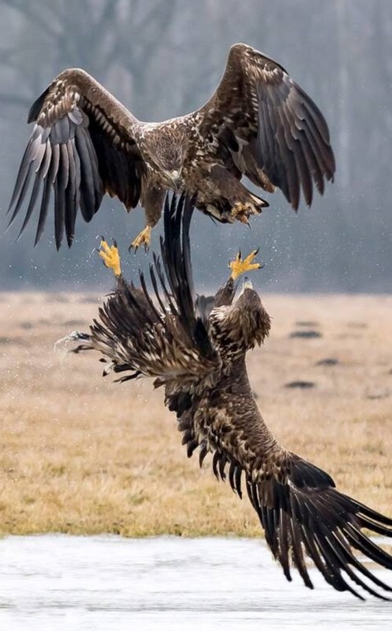 جنگ عقاب‌ها