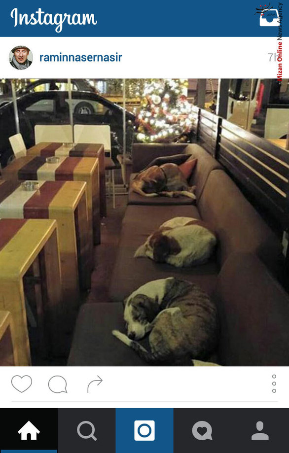 عکس رامین ناصر نصیر از اقدام جالب یک رستوران دار برای پناه دادن به سگهای خیابانی در روزهای سرد زمستان
