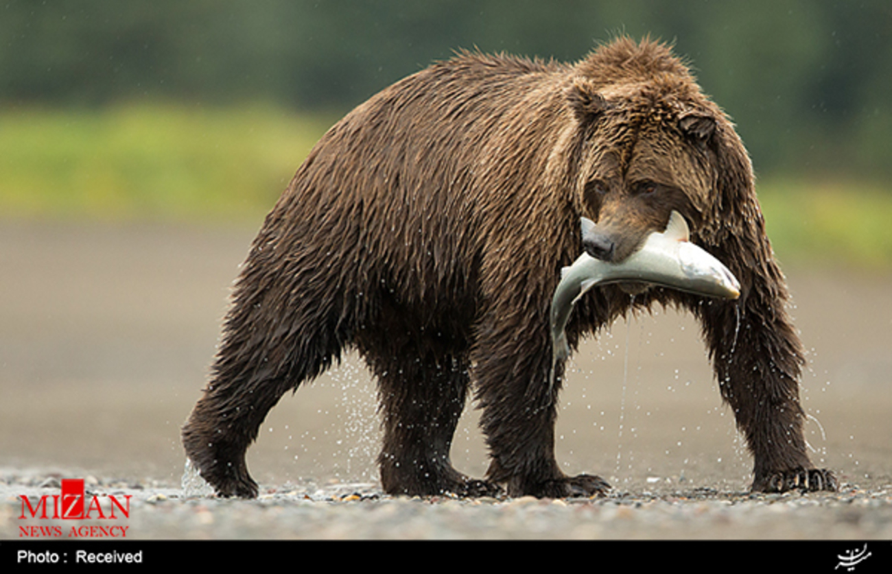 خرسها در آلاسکا