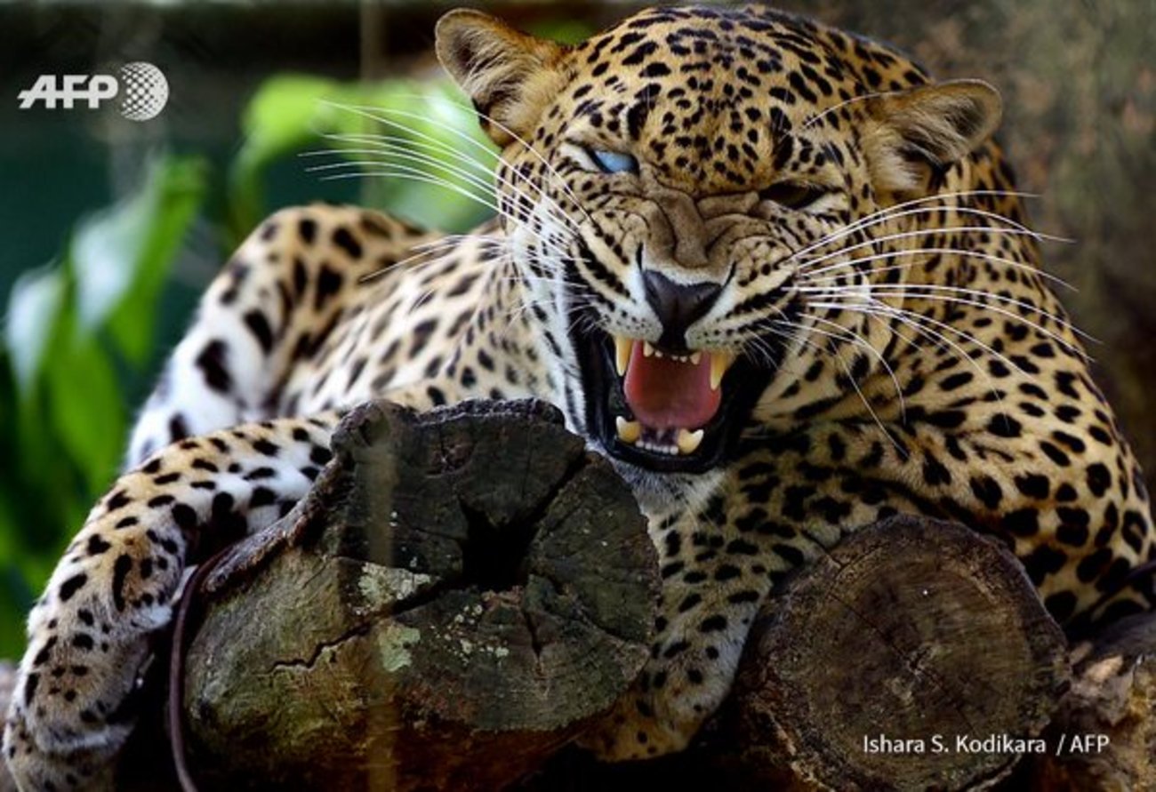 یوزپلنگ سریلانکایی در باغ وحش