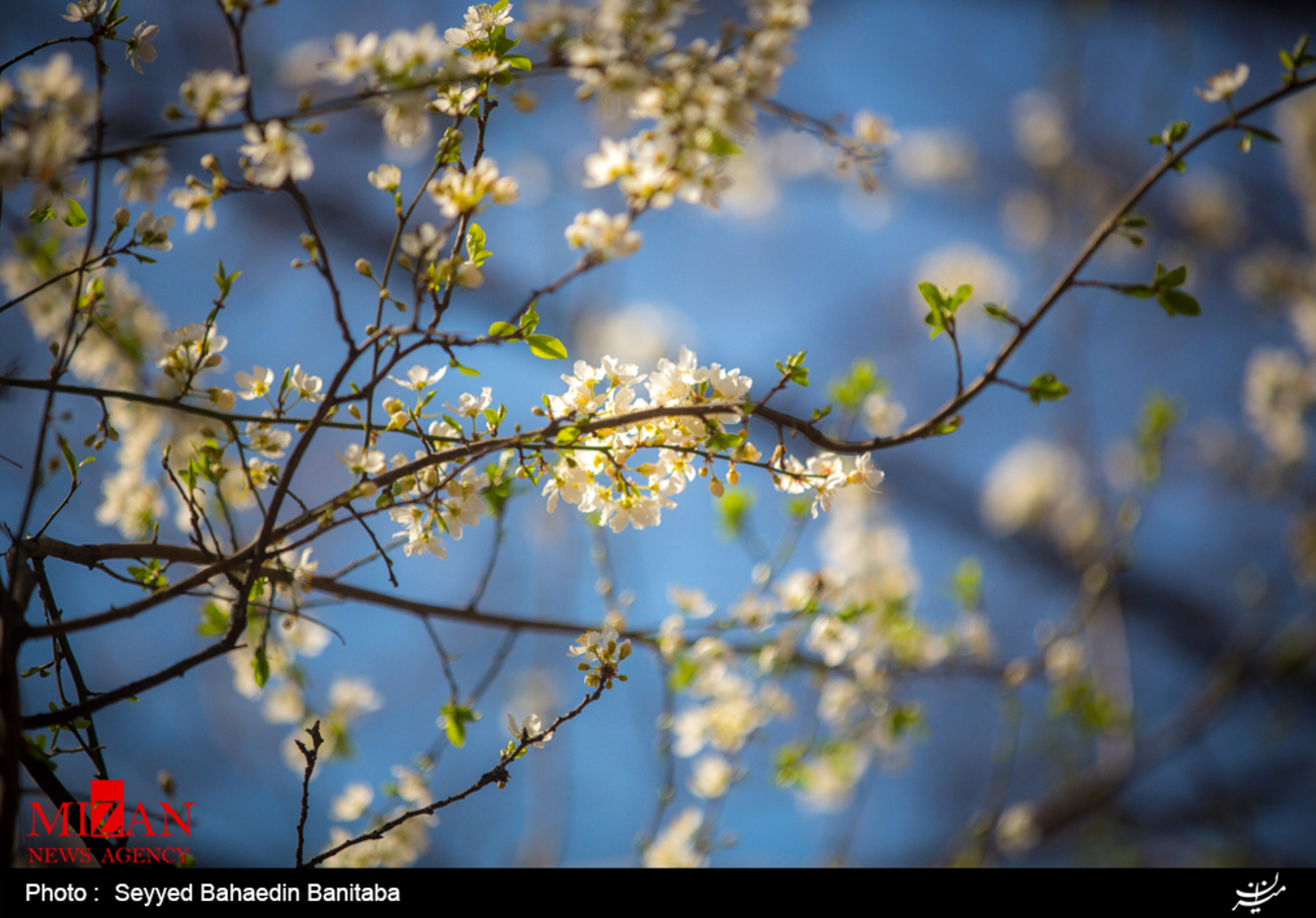 شکوفه های بهاری در اخرین روزهای زمستان
