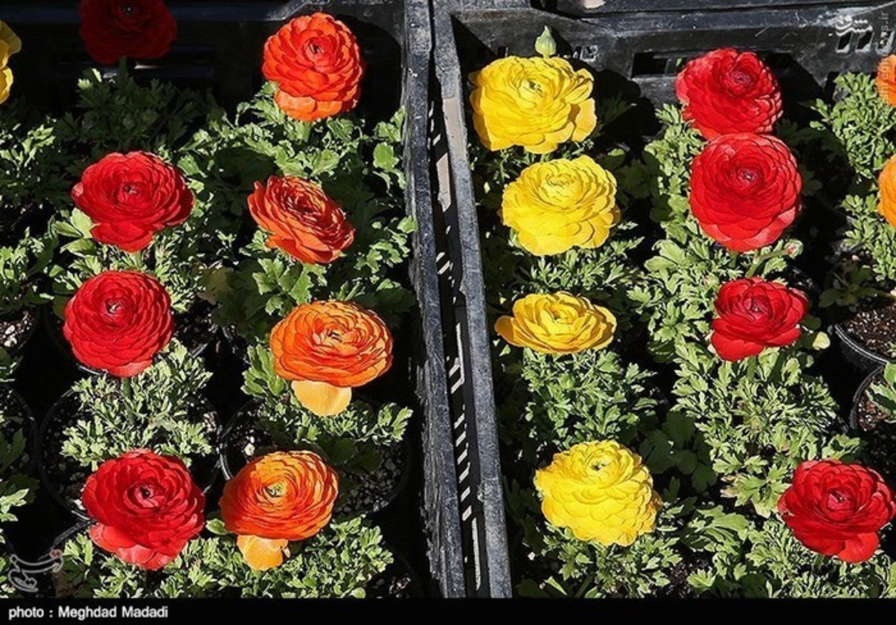 بازار گل و گیاه تهران 