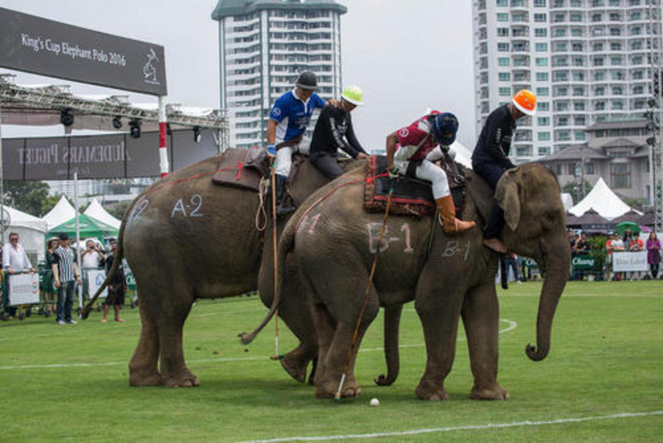  مسابقات چوگان فیل ها در بانکوک تایلند 