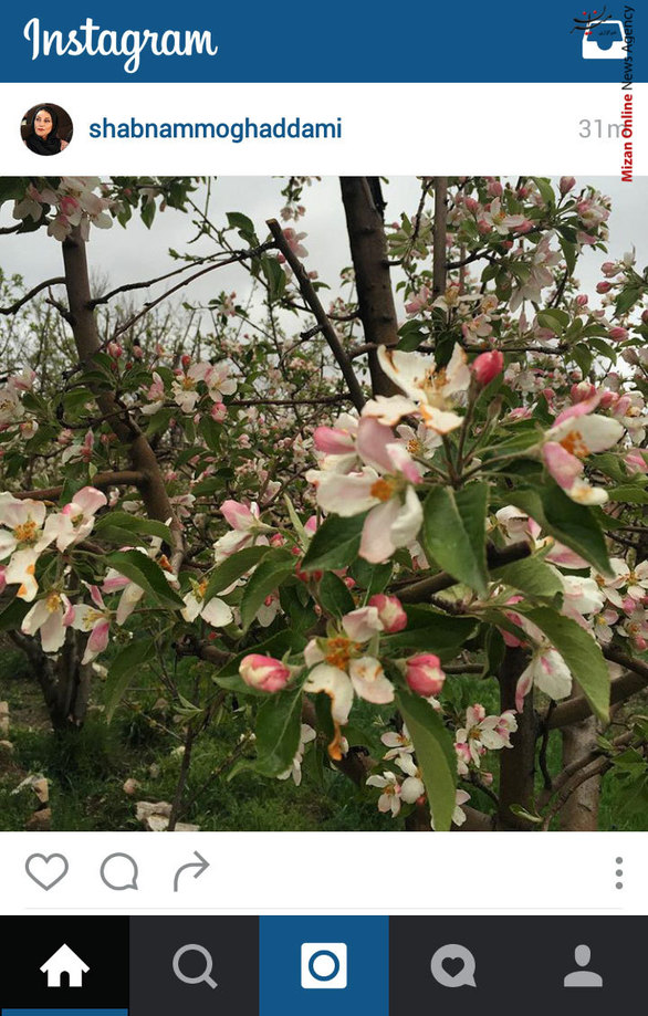 عکس شبنم مقدمی از شکوفه های بهاری