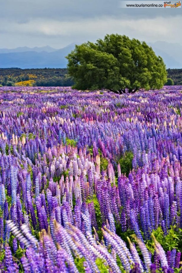 پارک ملی فیوردلند در نیوزیلند