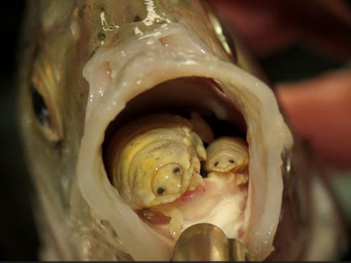 انگل زبان خوار - این انگل پس از آنکه وارد دهان ماهی شود به سرعت از زبان ماهی تغذیه کرده و خودش را جایگزین زبان آن می کند. در همان جا فرزندش را به دنیا آورده و فرزندش از بدن ماهی تغذیه می کند تا زمانی که ماهی کشته شود.