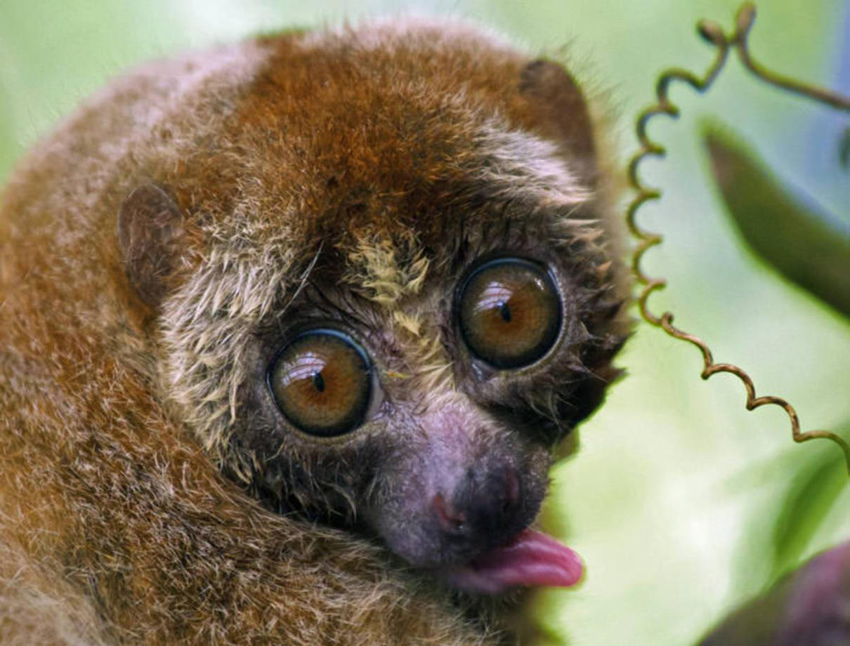 لوریس آهسته (The Slow Loris) - این پستاندار بامزه که اندکی شبیه میمون لمور (lemur) نیز هست، گاز دردناکی دارد. گاز این حیوان کوچک و آهسته می‌تواند باعث به وجود آمدن آلرژی شود.