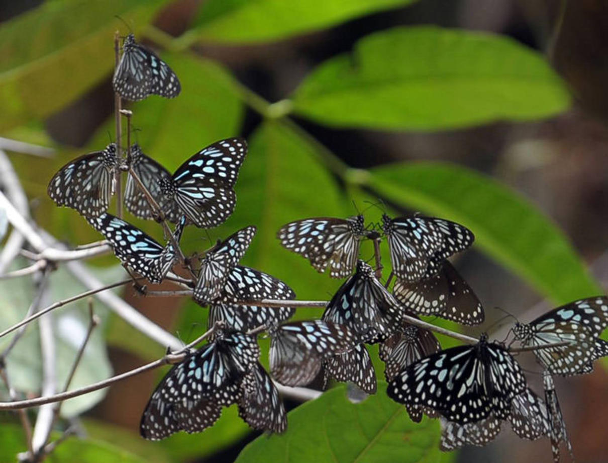 پروانه سمی (Milkweed Butterfly) - این پروانه با تولید سمی ملایم هر پرنده‌ای که فکر خوردنش را کند، دور می‌کند.