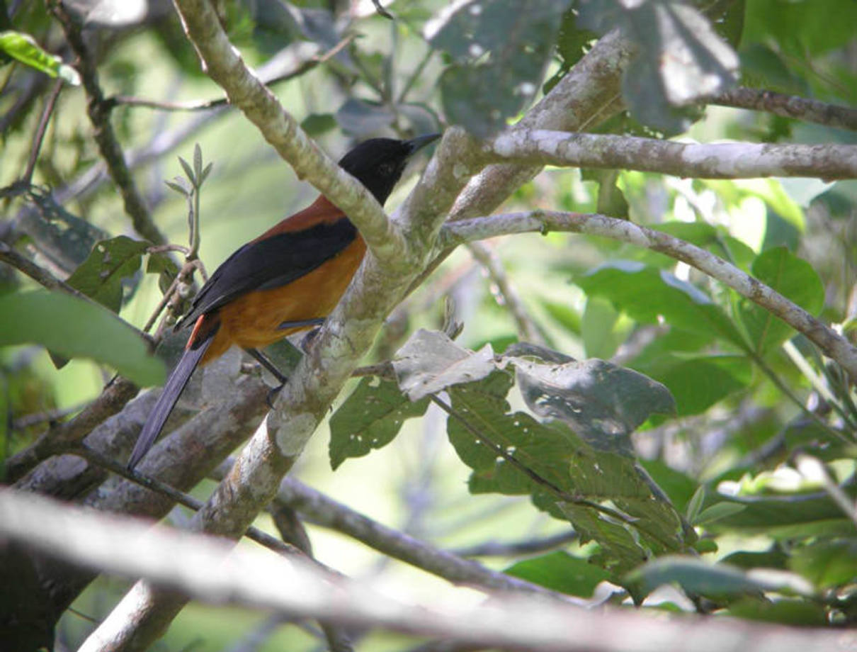 پیتوهوی (Pitohui) - این نوع پرنده نیز همانند قورباغه نیزه سمی، در پوست خود زهر حمل می‌کند.