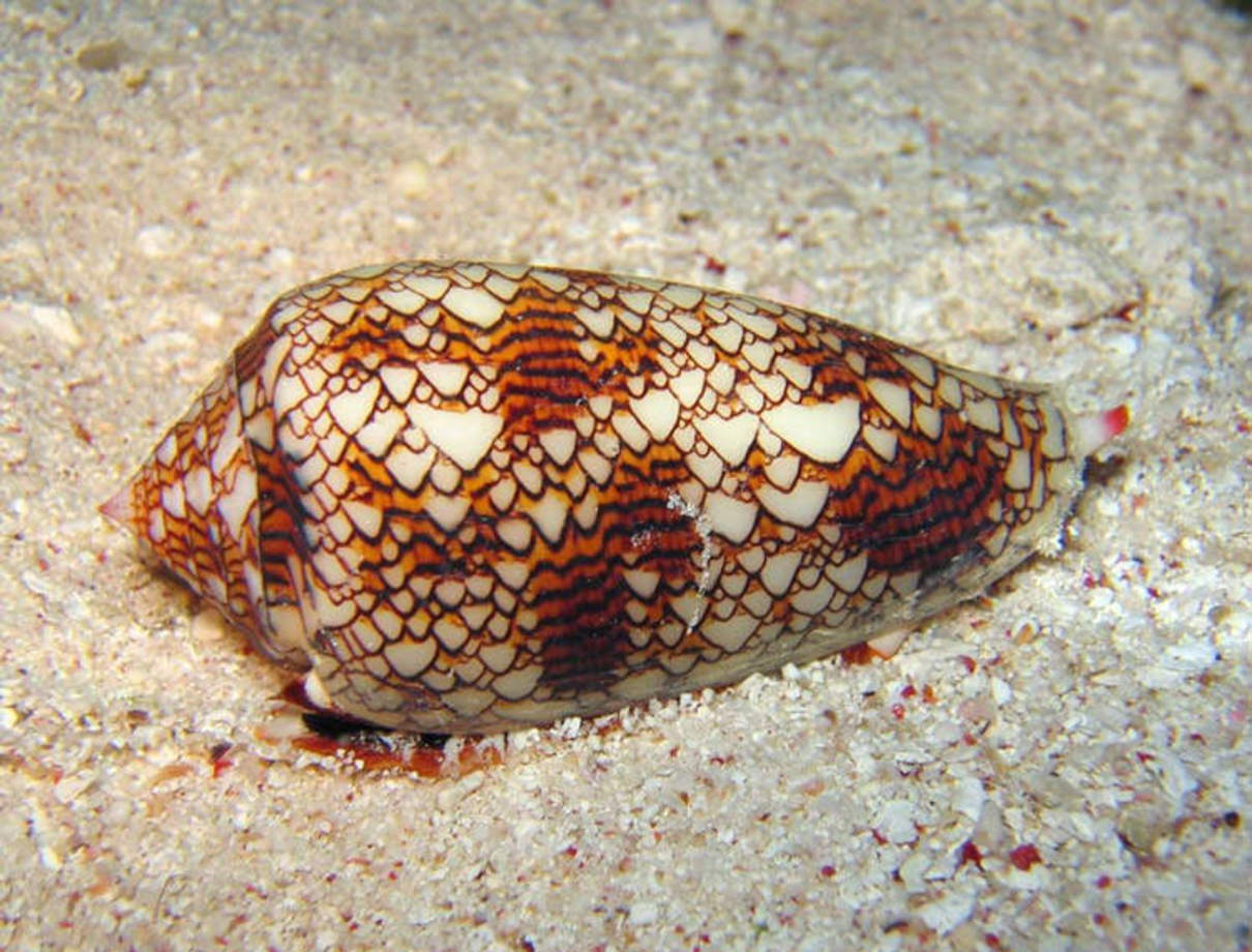 حلزون مخروطی (Cone Snails) - این حلزون حیوانی درنده و پیچیده است، هر چند که اصلاً به او نمی‌خورد. برای شکار ماهی، حلزون مخروطی دندانی به شکل نیزه پرتاب می‌کند که بسیار زهرآلود هست. به تازگی کشف شده که زهر این حلزون شامل مقدار زیادی انسولین است که با بالا بردن قند خون، ماهی را به شوک فرو ‌می‌برد.
