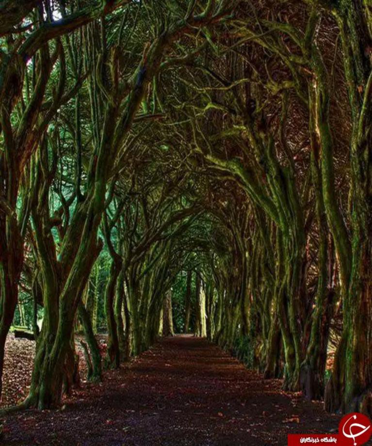 تونل درختی، میث، ایرلند