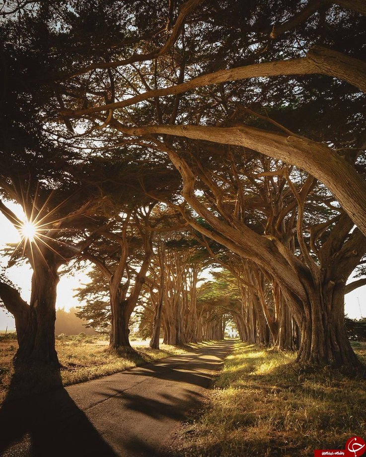 تونل درخت در ایالت کالیفرنیا
