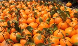 چین بازاری تازه برای صادرات نارنگی 