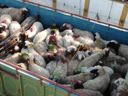 کشف 72 راس گوسفند قاچاق در اشکذر