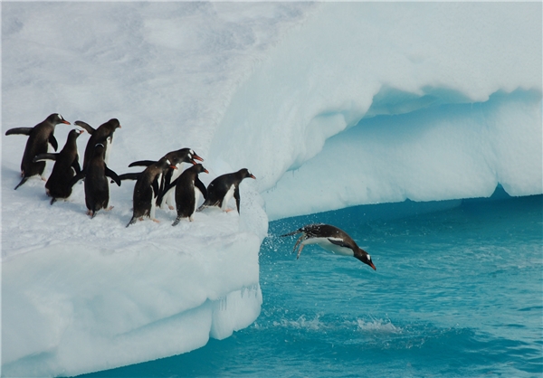 پنگوئن‌ها آب دریا را تصفیه می‌کنند