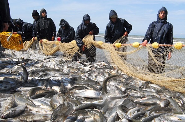 برودت هوا دلیل تمدید صید ماهی‌ها/ رهای سازی 300 میلیون بچه ماهی در رودخانه‌های شمالی