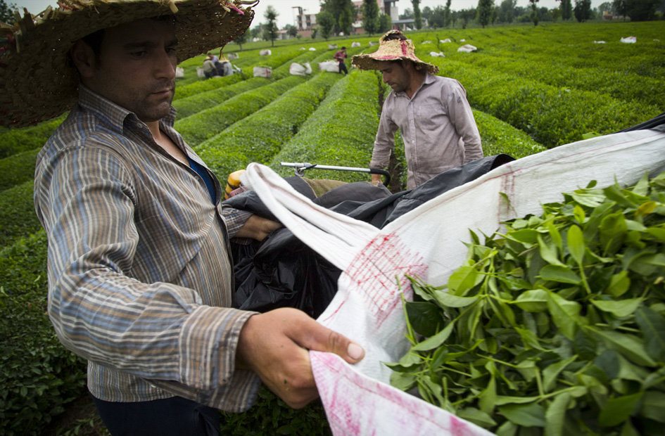 اعلام نرخ خرید تضمینی چای/افزایش 60 درصدی تولید چای درسال 95