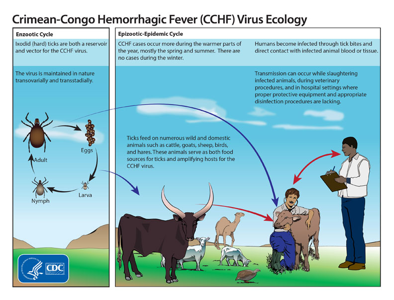 روش‌های پیشگیری از بیماری تب کریمه کنگو