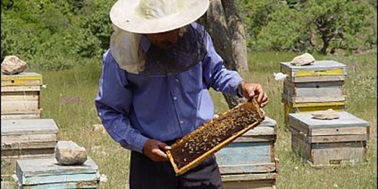 تولید عسل 