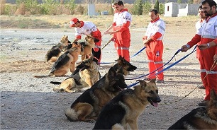 برگزاری فستیوال سگ‌های زنده‌یاب هلال احمر در نیمه دوم امسال